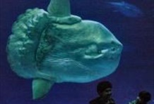 Monterey Bay Aquarium & Gilroy Premium Outlets